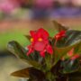 Begonia – Red Bronze Leaf – 6.5″ Pot